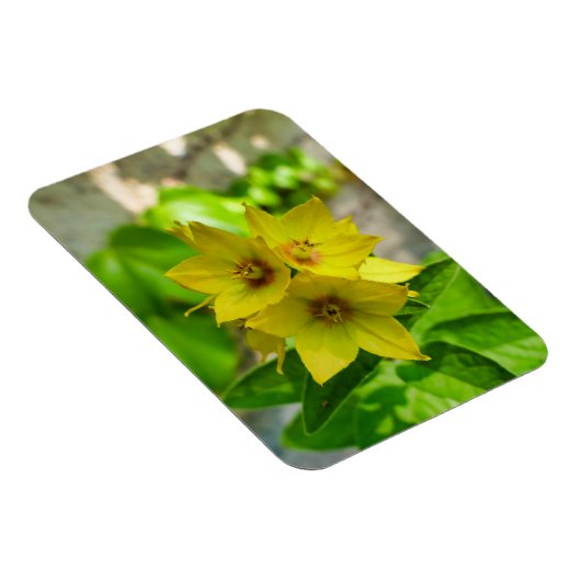 Yucca Plant Magneet (Rechterzijde)