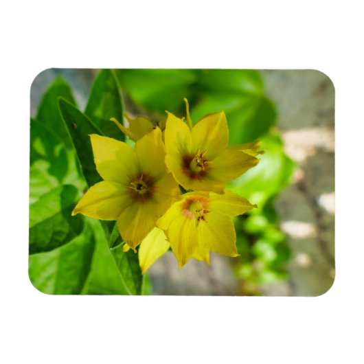 Yucca Plant Magneet (Horizontaal)