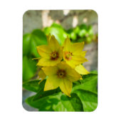 Yucca Plant Magneet (Verticaal)