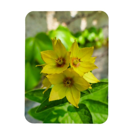 Yucca Plant Magneet (Verticaal)