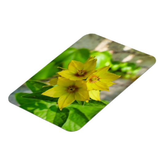 Yucca Plant Magneet (Linkerzijde)