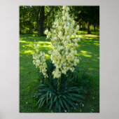 Yucca Plant Poster (Voorkant)