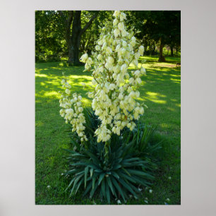 Yucca Plant Poster