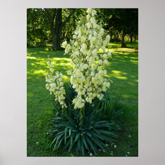 Yucca Plant Poster (Voorkant)