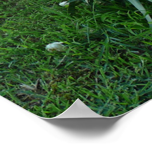 Yucca Plant Poster (Hoek)