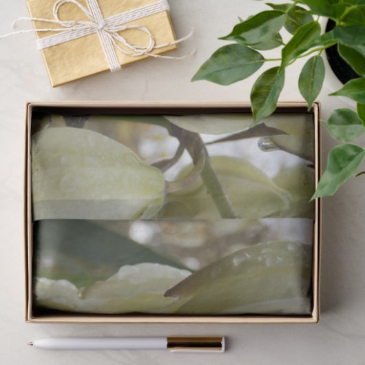 Yucca Plant  Tissuepapier (Geschenk)