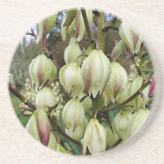 Yucca Plant Zandsteen Onderzetter (Voorkant)