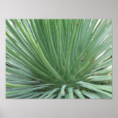 Yucca Poster (Voorkant)