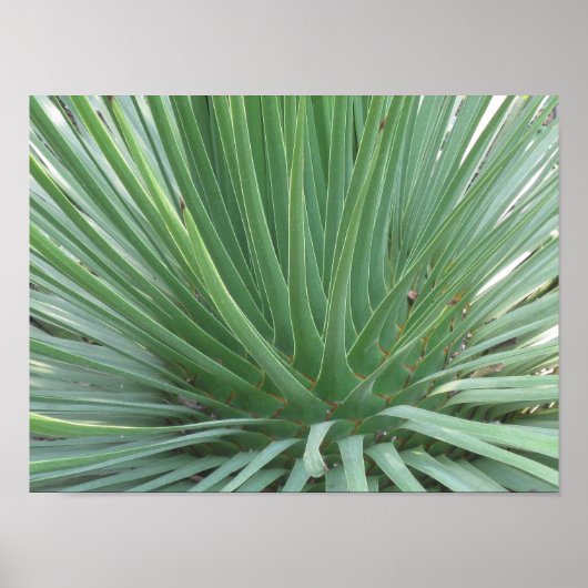 Yucca Poster (Voorkant)