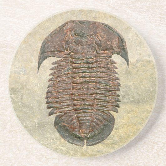Yuepingia Fossil Trilobite Zandsteen Onderzetter (Voorkant)