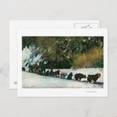Yukon Dog Team dat door Alaska Canyon rijdt Briefkaart (Voorkant / Achterkant)