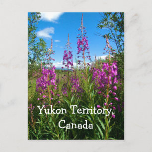 Yukon Fireweed Briefkaart