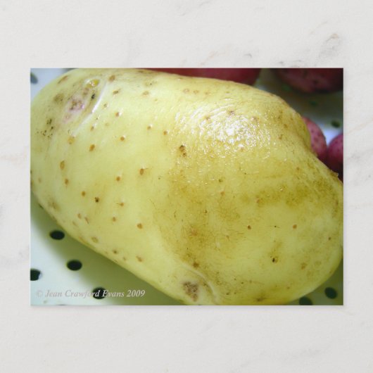 Yukon Gold-aardappel Briefkaart (Voorkant)