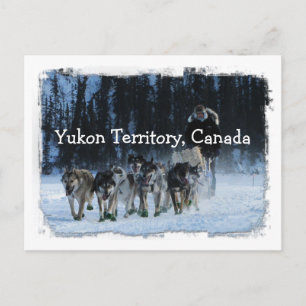 Yukon Quest Dogsled Team Yukon Territory, Canada Briefkaart