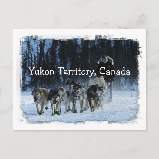 Yukon Quest Dogsled Team Yukon Territory, Canada Briefkaart (Voorkant)