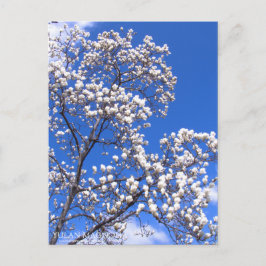 Yulan Magnolia:Briefkaart Briefkaart