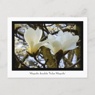 Yulan Magnolia Collectible Briefkaart