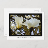 Yulan Magnolia Collectible Briefkaart (Voorkant / Achterkant)