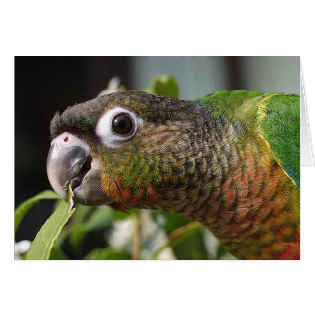 yum (Voorkant Horizontaal)