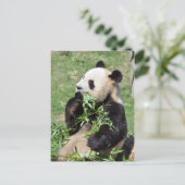Yum Bamboo! Panda Briefkaart (Staand voorkant)