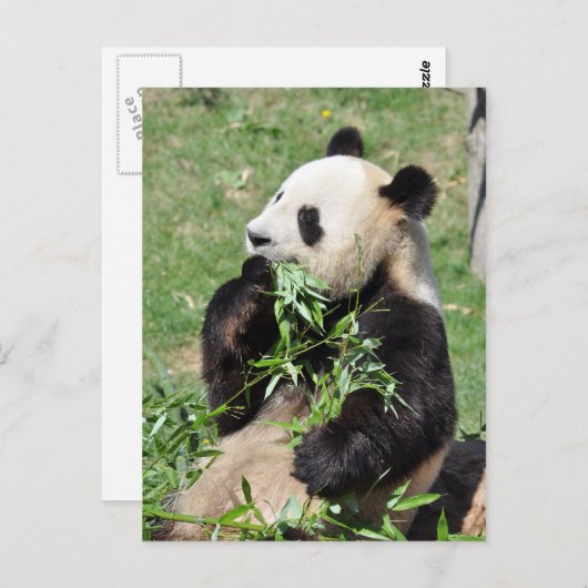 Yum Bamboo! Panda Briefkaart (Voorkant / Achterkant)