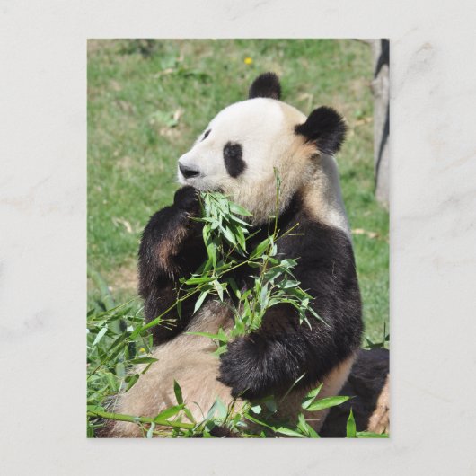 Yum Bamboo! Panda Briefkaart (Voorkant)