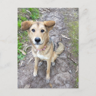 Yume - Female Dog - Akita & German Shepherd - PT Briefkaart