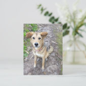 Yume - Female Dog - Akita & German Shepherd - PT Briefkaart (Staand voorkant)
