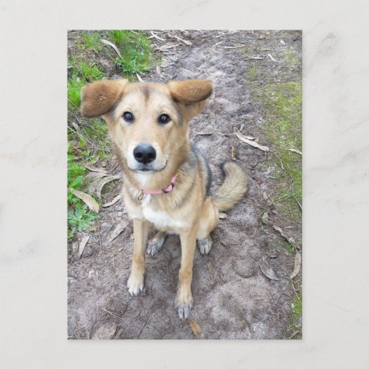 Yume - Female Dog - Akita & German Shepherd - PT Briefkaart (Voorkant)