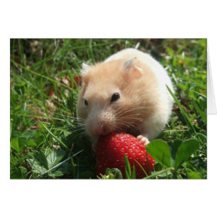 Yummy aardbery Hammie