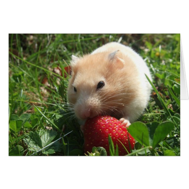 Yummy aardbery Hammie (Voorkant Horizontaal)