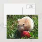 Yummy Strawberry Hammie Briefkaart (Voorkant / Achterkant)