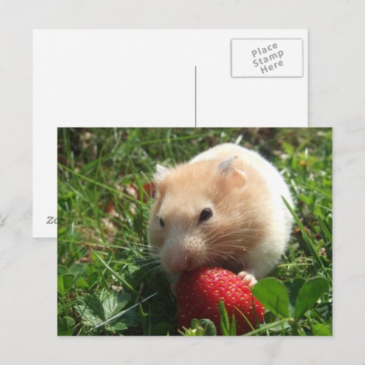 Yummy Strawberry Hammie Briefkaart (Voorkant / Achterkant)