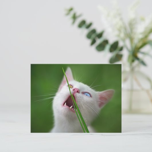 Yummy - Van Cat Briefkaart (Staand voorkant)