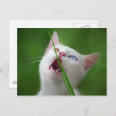 Yummy - Van Cat Briefkaart (Voorkant / Achterkant)