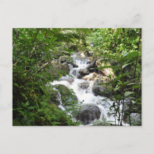 Yunque Rain Forest, Puerto Rico Briefkaart