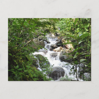 Yunque Rain Forest, Puerto Rico Briefkaart
