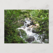 Yunque Rain Forest, Puerto Rico Briefkaart (Voorkant)