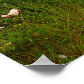 Yurok Loop Trail in Redwood National Park Poster (Hoek)