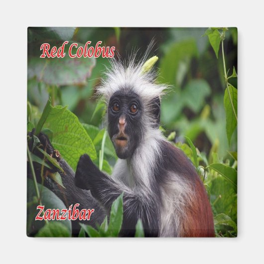 Z010 ZANZIBAR, Red Colobus, Tanzania, Fridge Magneet (Voorkant)