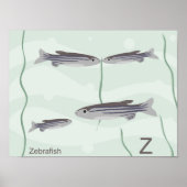 Z voor zebravisPoster Poster (Voorkant)
