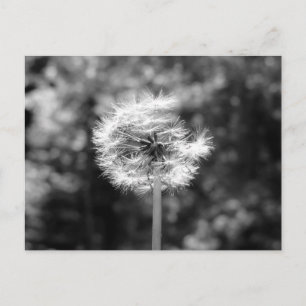 Z&W Paardenbloem Zaadhoofd Foto Ansichtkaart Briefkaart