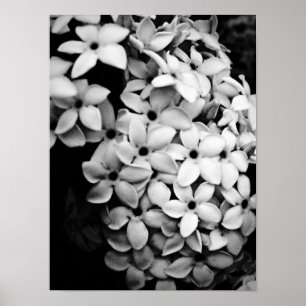 Z&W POSTER