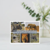 ZA * ZUID-AFRIKA - DE GROTE 5 in KRUGER N.P. Briefkaart (Staand voorkant)