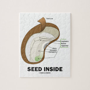 Zaad binnenin (dicotyledon Bean Seed Anatomy) Legpuzzel