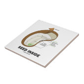 Zaad binnenin (dicotyledon Bean Seed Anatomy) Tegeltje (Zijkant)