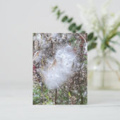 Zaad van Milroos en zijde Briefkaart (Staand voorkant)