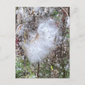 Zaad van Milroos en zijde Briefkaart (Voorkant)