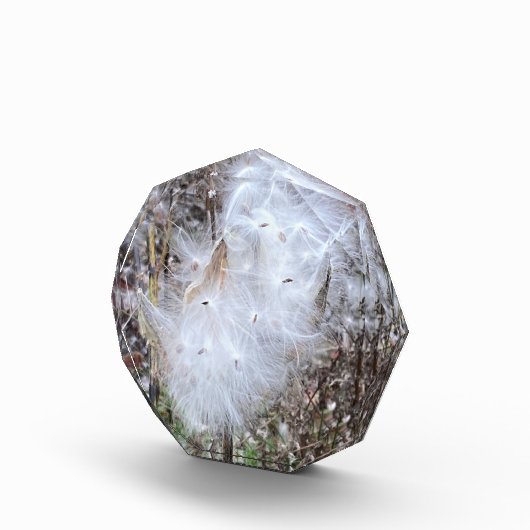 Zaad van Milroos en zijde Fotoblokken (Rechts)