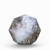 Zaad van Milroos en zijde Fotoblokken (Voorkant)